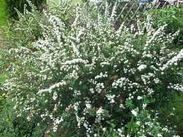 Japanische Strauchspiere Spiraea Nipponica Snowmound Halwards Silver