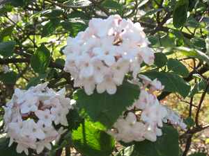 Viburnum Carlesii Aurora Juddii Koreanischer Duft Schneeball Pflege