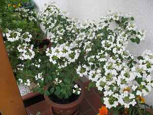 Viburnum Plicatum Mariesii Grandiflorum Watanabe