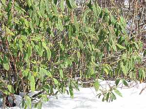 Viburnum Rhytidophyllum Pflege