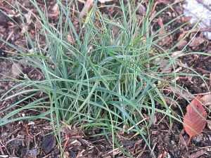 Carex Flacca Carex Glauca Blue Zinger Blaugrne Segge