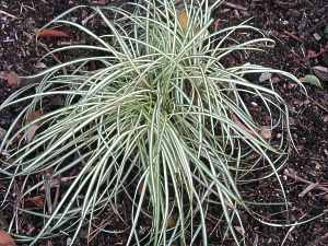 Japansegge Carex Morrowii Variegata Icedance Aureovariegata Schneiden Pflege