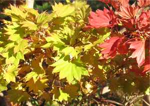 Acer Shirasawanum Aureum Pflege Standort Krankheiten