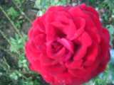 Alte Rosensorte Rosen Historisch Rose Alt