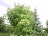 Welche B�ume pflanzen ?