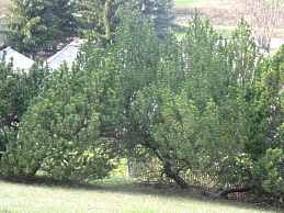 Latschenkiefer Krppelkiefer Krummholzkiefer