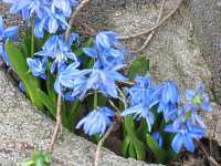 Blaustern Scilla Siberica Blausternchen Scilla Bifolia