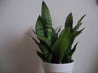 Bogenhanf Sansevieria Trifasciata Schwiegermutterzunge