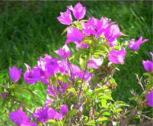 Bougainvillea Blumen berwintern