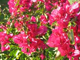 Bougainvillee Drillingsblume Pflege berwintern