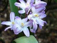 Chionodoxa Luciliae "Pink Gigant"