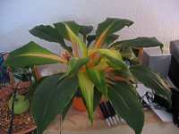 Grünlilie Chlorophytum Orchidastrum "Green Orange"