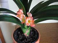 Klivie Clivie Pflege Clivia Miniata