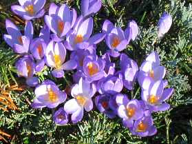 Crocus Vernus Tommasinianus