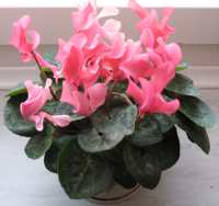 Cyclamen Persicum kleinbltig