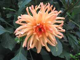 Dahlien Standort berwintern Dahlia Hortensis