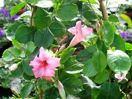 Dipladenia Sanderi Dipladenie Pflege berwinterung