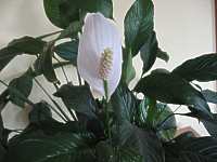 Zimmerpflanze Einblatt Spathiphyllum wallisii