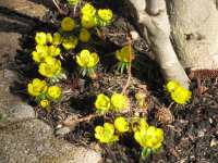 Winterlinge Eranthis cilicica