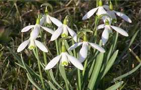 Galanthus Nivalis Elwesii