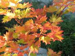 Goldahorn Herbstfärbung
