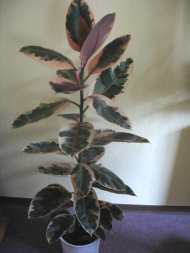 Gummibaum Ficus elastica