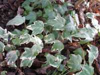 Helix Hedera als Bodendecker