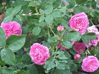 Historisch Rosensorte Englisch