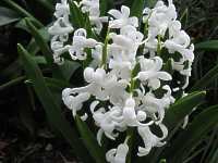 Hyazinthen Zwiebeln Hyacinthus Orientalis