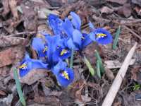 Blume Iris reticulata Netz Iris