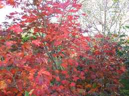 Japanischer Ahorn Herbstfärbung