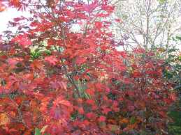 Japanischer Ahorn Herbstfrbung