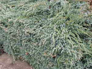 Juniperus Arten