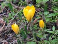 Krokus Blumen gelb Crocus vernus