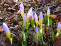 Steckbrief Krokus Vermehrung Blumen im Frhling