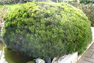 Bergkiefer Pinus mugo