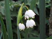 Sommerknotenblume Leucojum aestivum