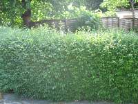 Hecke Liguster Pflanzen Pflege Ligustrum Vulgare