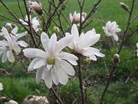 Magnolia Stellata Pflanzen Magnolie 