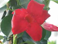 Mandevilla Sanderi Dipladenie Pflege berwinterung