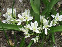 Doldiger Milchstern Ornithogalum umbellatum