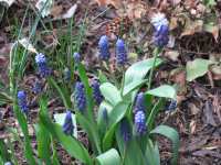 Muscari latifolium Traubenhyazinthe