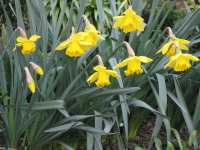 Pflanzen Narcissus Pseudonarcissus