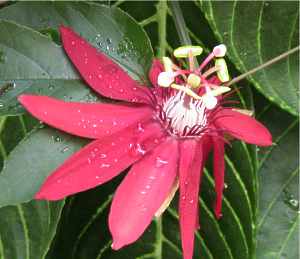 Passionsblume Passiflora berwintern Vermehren