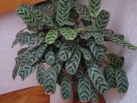 Pfeilwurz Maranta leuconeura Marante