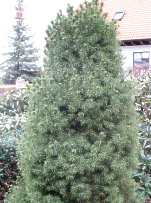 Picea Glauca Conica Zuckerhutfichte 