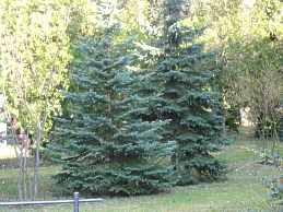 Picea Pungens Glauca Hoopsii