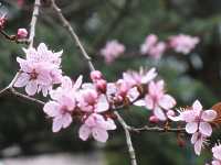 Prunus cerasifera "Nigra"