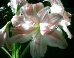 Ritterstern Amaryllis Hippeastrum