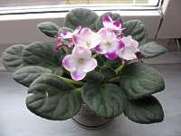 Saintpaulia mehrfarbig